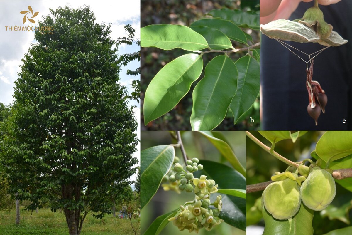 Lá cây trầm hương thường có hình dạng thuôn dài với đầu lá nhọn cùng các gân lá nổi rõ