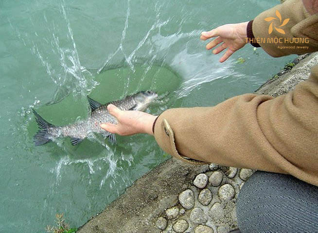 le-phat-giao-7 Ngày lễ phật đản nên làm gì? - Hãy phóng sinh sinh vật sống để tâm hồn được thanh thản