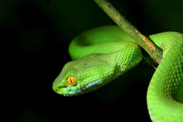 Rắn vào nhà là điềm may mang đến tài lộc