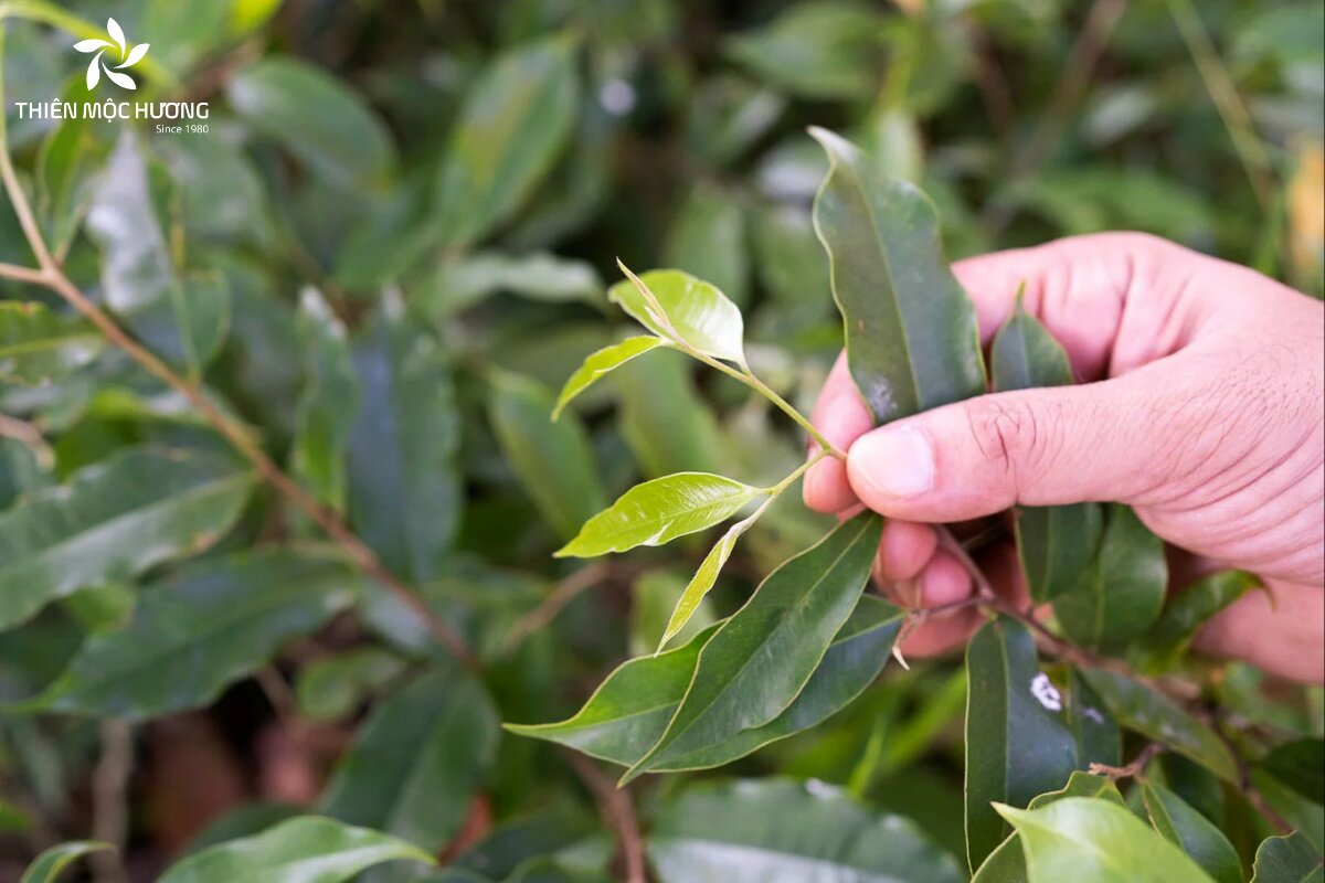Người thu hái lá cây trầm hương cần làm sạch nhẹ nhàng rồi để lá khô tự nhiên dưới bóng mát hoặc ánh nắng nhẹ trước khi tiến hành sấy
