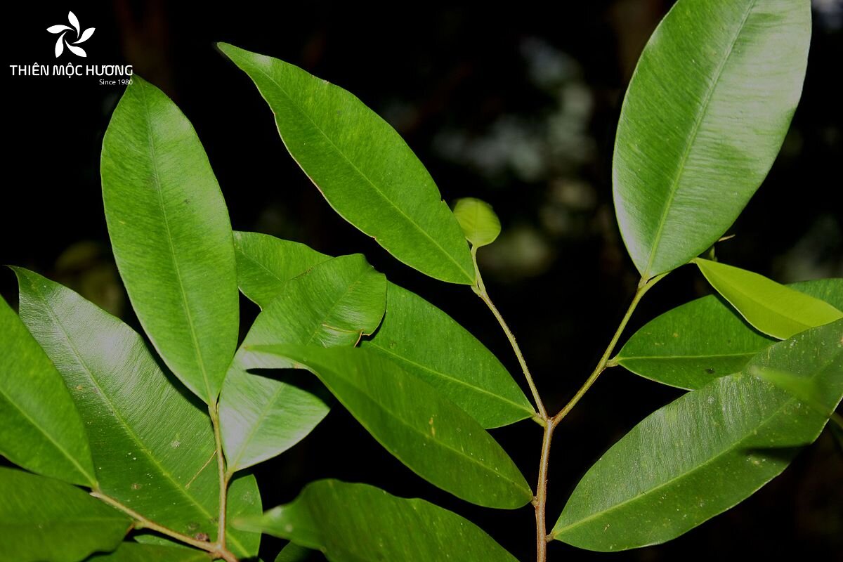 Người thu hái lá trầm hương nên chọn cây phát triển tốt và tiến hành vào sáng sớm để giữ nguyên dưỡng chất và hương thơm tự nhiên