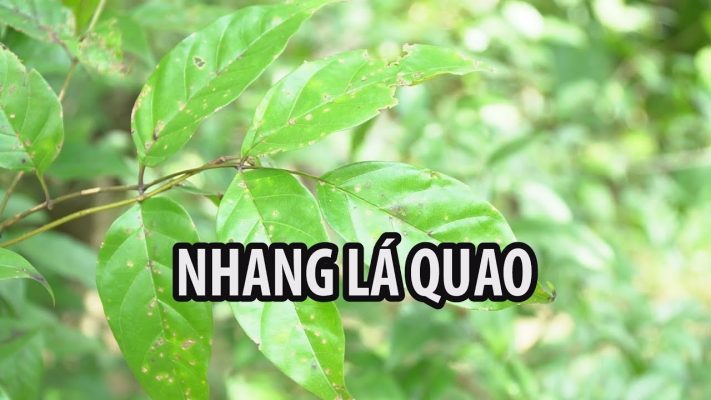 Các loại nhang sạch tốt nhất trên thị trường