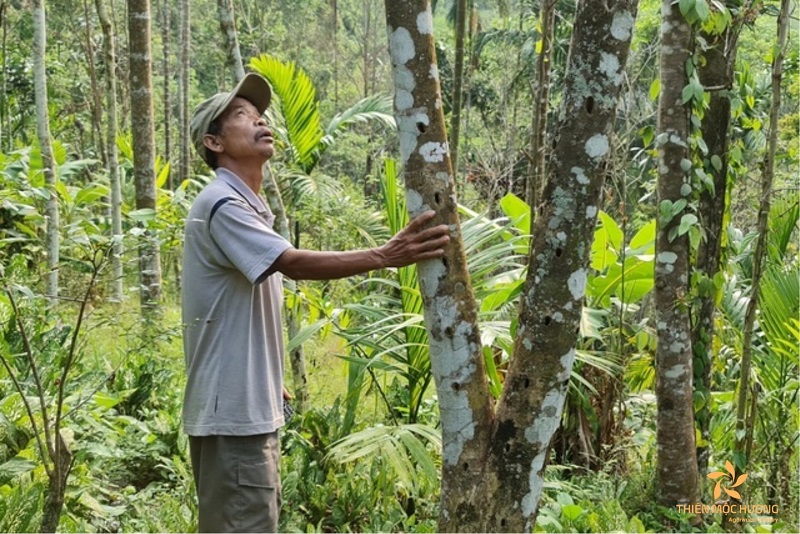Tìm hiểu mô hình nuôi kiến tạo trầm