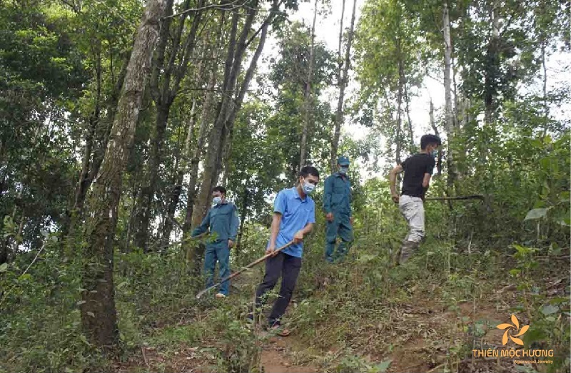 Tìm hiểu về nghề phu trầm