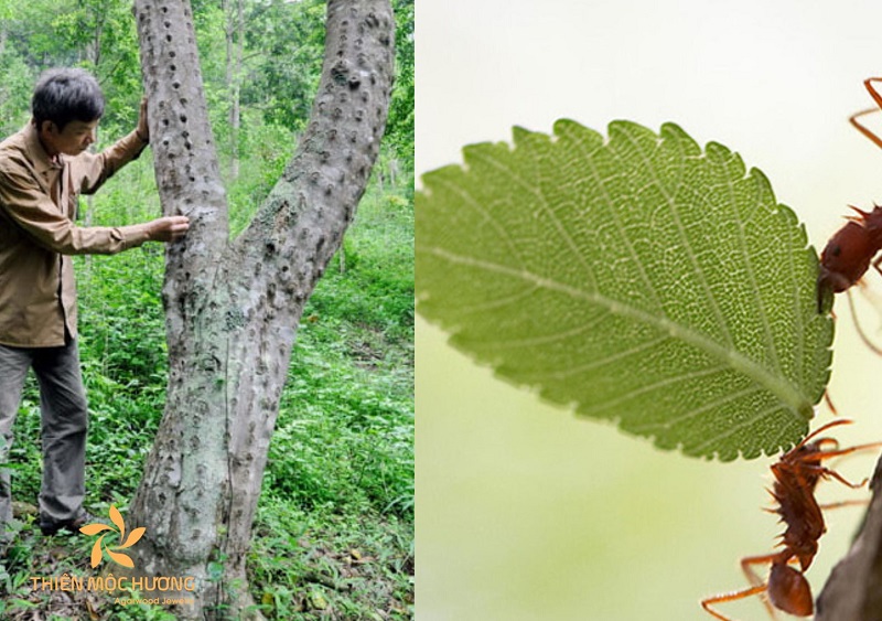 phương pháp tạo trầm