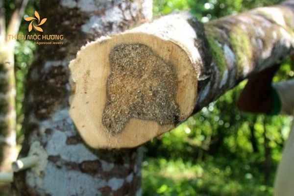 tạo trầm hương