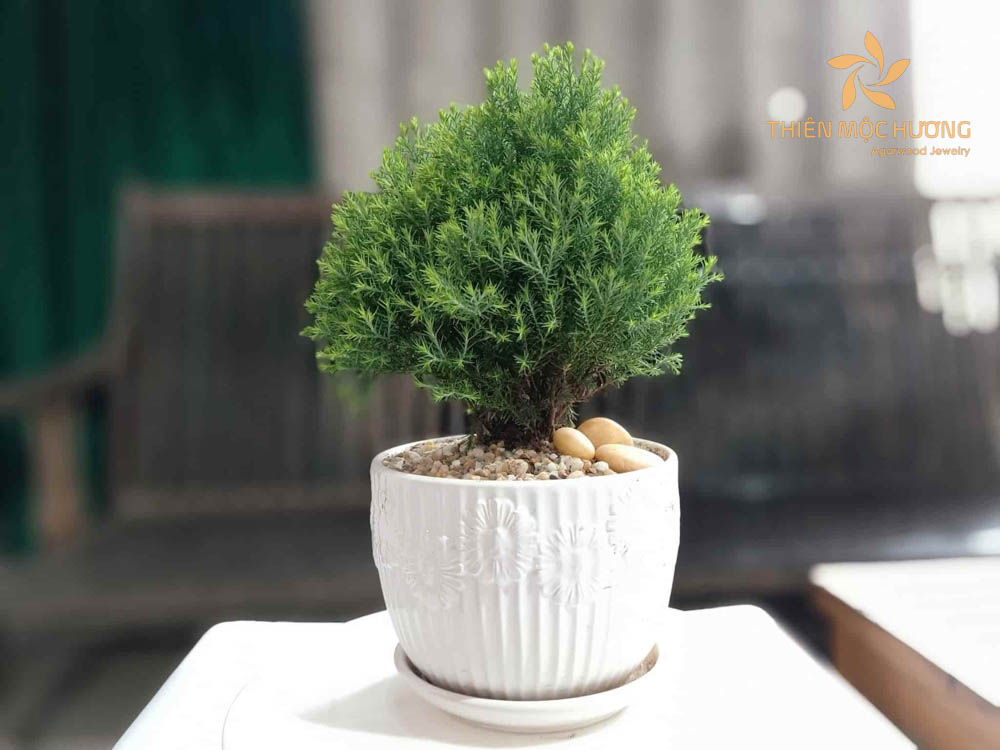 qua-20-11-tang-thay-giao-12 Tặng quà 20/11 cho thầy giáo là cây cảnh