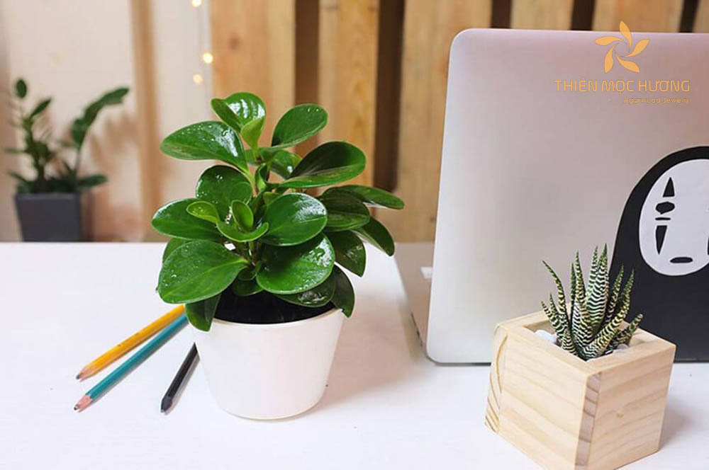 Tặng cây cảnh cho đồng nghiệp nữ trong ngày 20/10