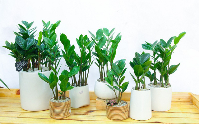 qua-tang-cho-nguoi-gia-7 Quà tặng sinh nhật cho nam đồng nghiệp trong công ty