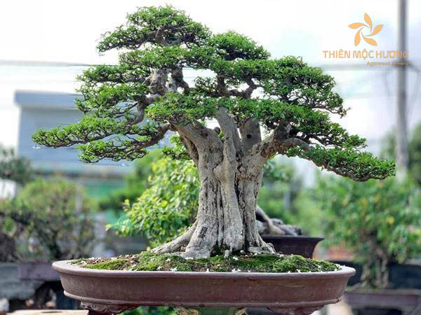 Chồng sẽ trân quý bạn hơn vạn lần nếu bạn tặng quà cho chồng là cây cảnh đẹp mắt