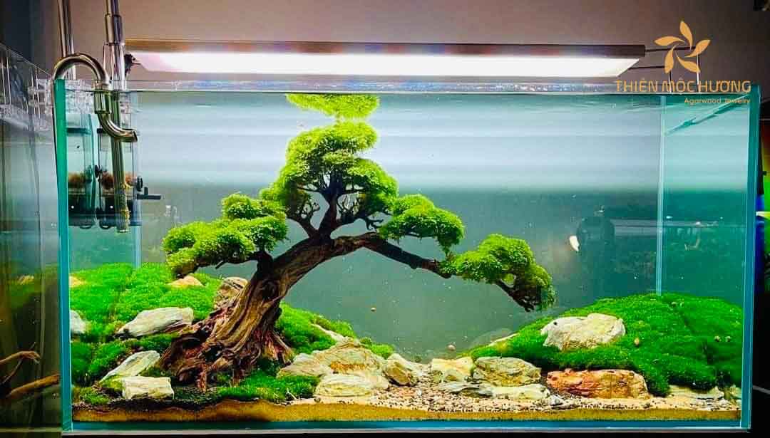 Chồng của bạn sẽ rất vui mừng khi bạn mua quà tặng chồng là bể cá thủy sinh đẹp mắt