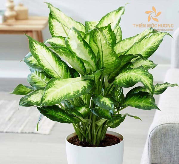 Quà tặng cho doanh nghiệp là cây phong thủy tạo không gian làm việc lý tưởng