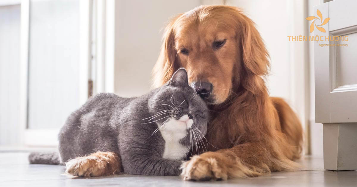 qua-tang-nguoi-yeu-9 Thú cưng - Món quà tặng người yêu dễ thương