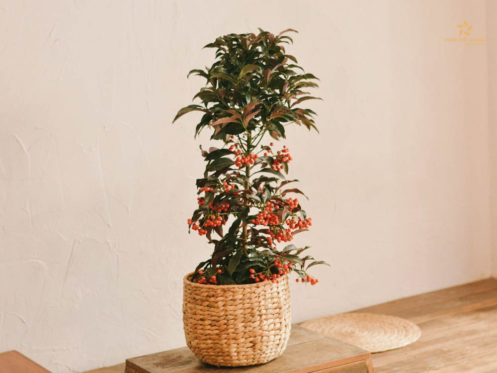 qua-tet-cho-nguoi-lon-tuoi-6 Cây cảnh Tết