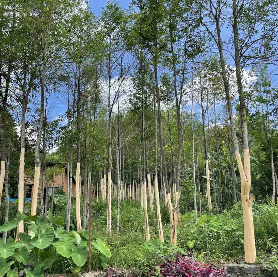 su-that-ve-vong-tram-huong (4)