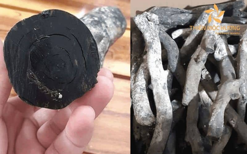 tac-dung-cay-duong-den cây dương biển san hô đen