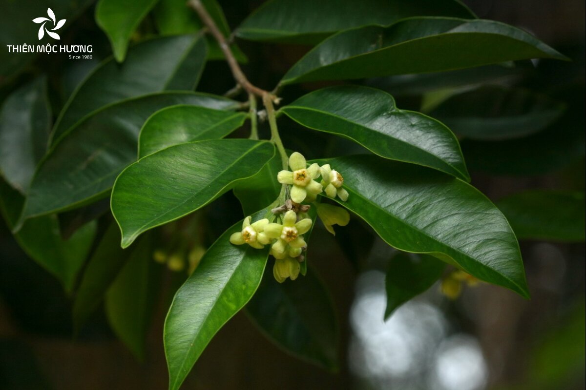 Theo các nghiên cứu, chiết xuất từ lá và tinh dầu của cây trầm hương có khả năng hỗ trợ chống viêm, kháng khuẩn hiệu quả, đồng thời giúp cải thiện các phản ứng căng thẳng