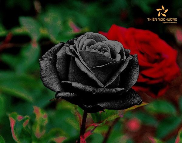 Valentine đen là gì? - Đây là ngày quốc tế độc thân trên toàn thế giới