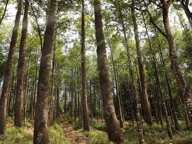 tmh-72 Xuất xứ quyết định đến giá cả trầm hương