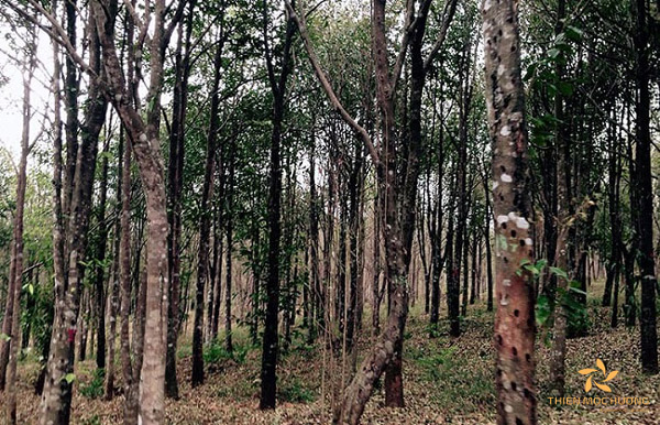 Khánh Hòa được mệnh danh là “xứ trầm hương”