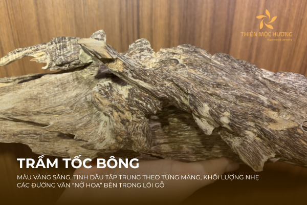 Đặc trưng của trầm tốc bông