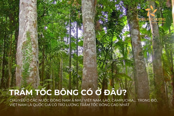 Trầm tốc bông phân bổ chủ yếu ở các quốc gia Đông Nam Á