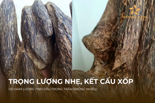 Trầm tốc bông thường có khối lượng nhẹ, kết cấu xốp