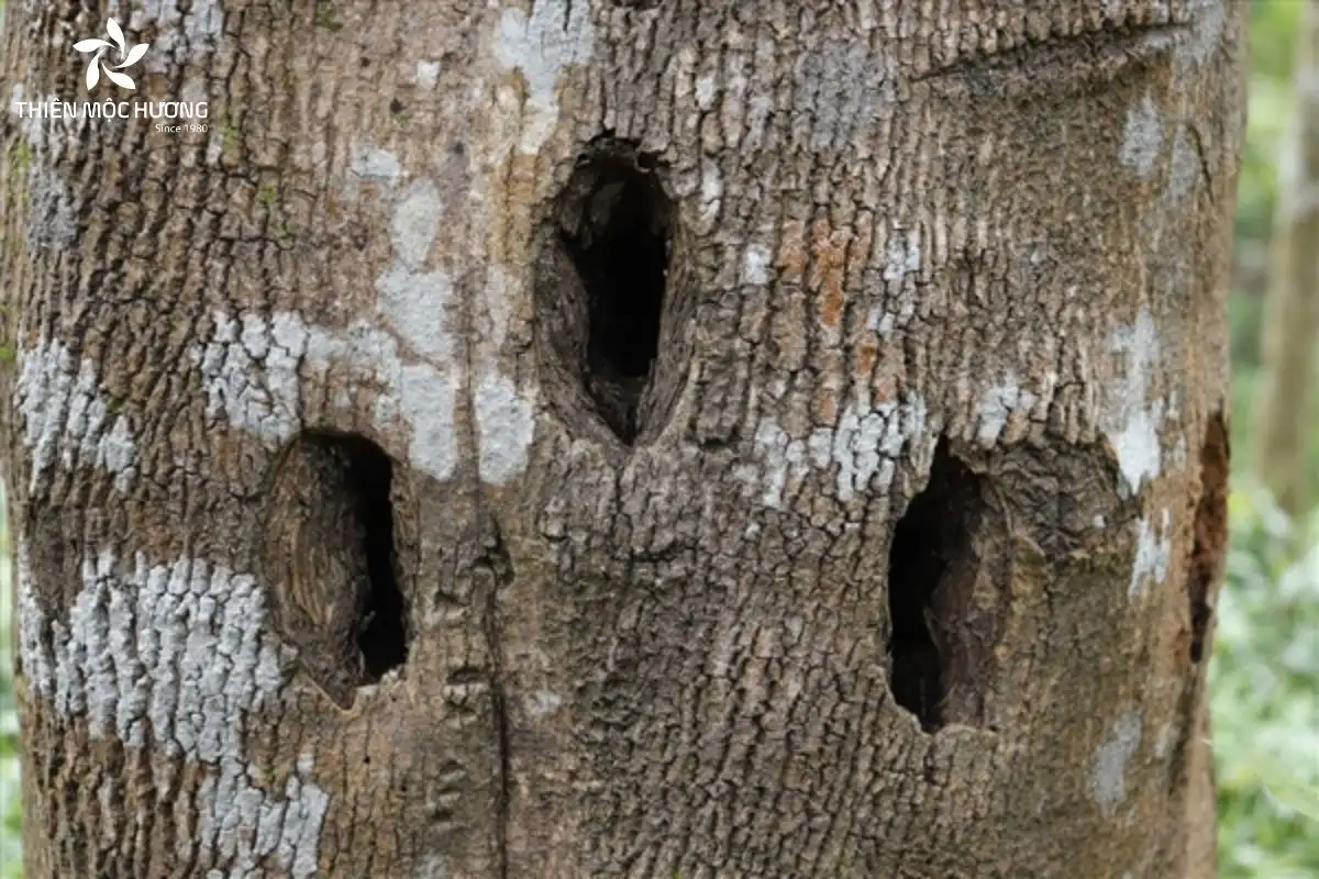 Trầm tốc vườn là loại trầm hình thành từ cây dó bầu trong vườn nhờ các tác động tự nhiên, mang màu sắc nhạt, đồng đều, sọc dầu hài hòa và hương thơm nhẹ, thoang thoảng