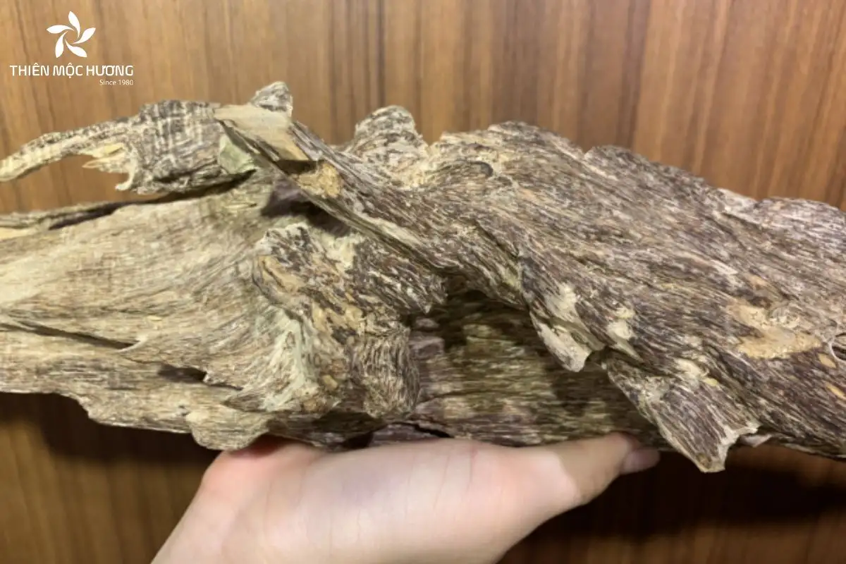 Trầm tốc bông mang màu vàng nhạt với các đường vân sọc hình bông hoa và tinh dầu tập trung thành mảng, tạo hương thơm nhẹ nhàng